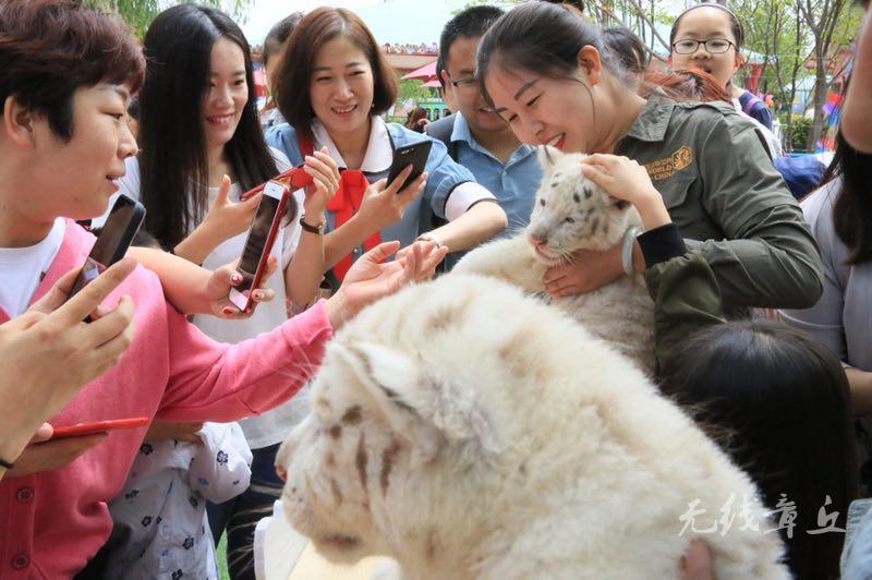 猫兔最新，探索萌宠界的新篇章