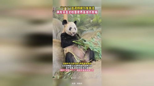 最新熊猫死亡事件引发关注与反思